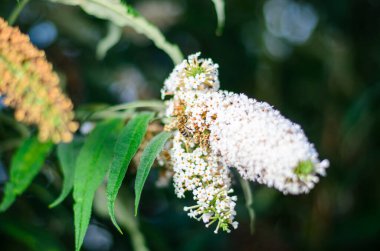 Arının, yumuşak bulanık arka planı ile beyaz çiçeğe yakın duruşu tozlaşma, bahçe ve yaban hayatı kavramları için böcek aktivitelerini ayrıntılı olarak gösteriyor