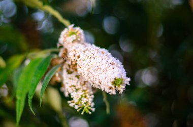 Arı yaprakları üzerinde oturan güzel beyaz çiçek yumuşak bulanık arka planda bahçe, tozlaşma ve vahşi yaşam kavramları için doğal makro kompozisyon oluşturur.