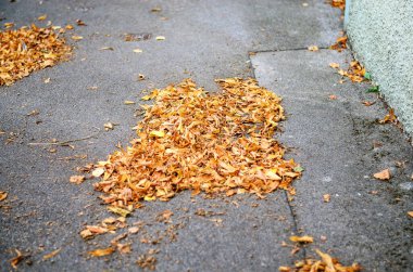 Almanya 'da sonbaharda kaldırımda bir yığın sarı yaprak uzanır.