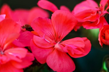 Yumuşak bulanık arkaplanı olan canlı kırmızı çiçeğe yaklaş