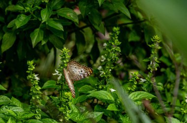 Bir çiçeğin üzerindeki kelebek üzerine seçici bir odak