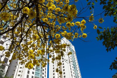 Goiania sokaklarında bazı sarı 'Ipes' ler, Brezilya
