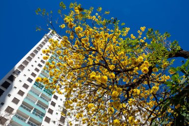 Goiania sokaklarında bazı sarı 'Ipes' ler, Brezilya