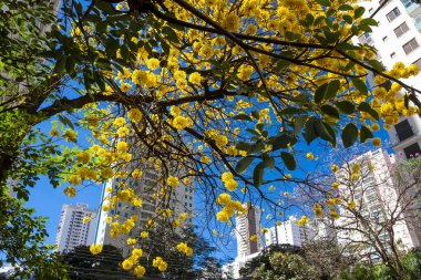 Goiania sokaklarında bazı sarı 'Ipes' ler, Brezilya