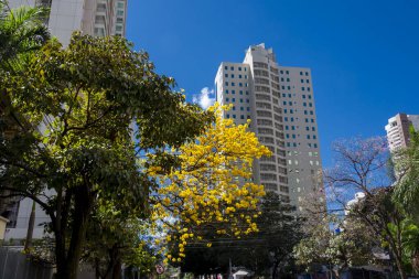 Goiania sokaklarında bazı sarı 'Ipes' ler, Brezilya
