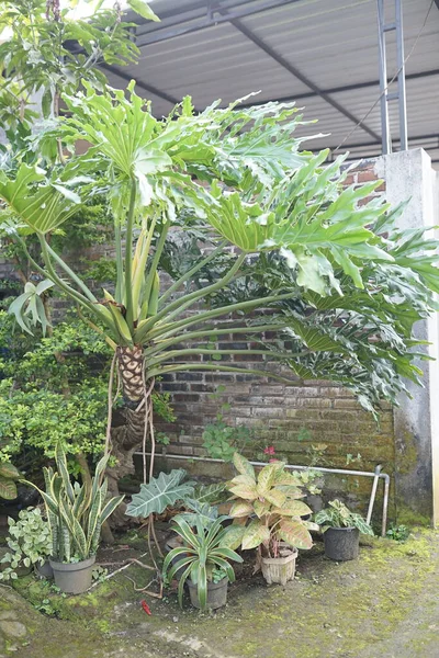 Palmiye yapraklı tropikal bitki