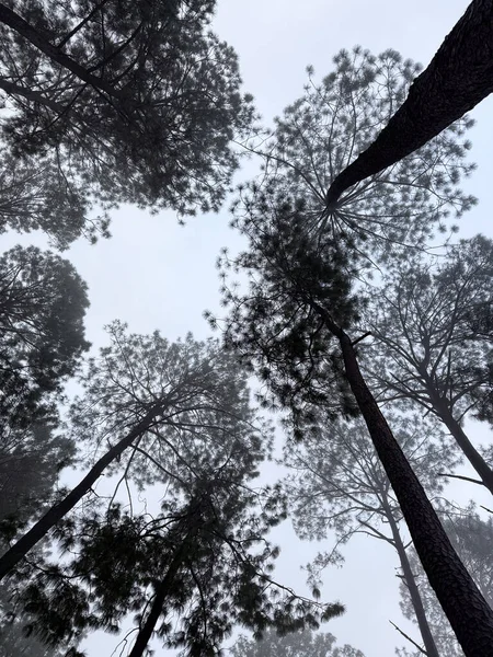 Sisli uzun çam ağaçları bulutlu bir günde Valle de Bravo, Meksika 'da kasvetli bir orman sahnesi yaratır..