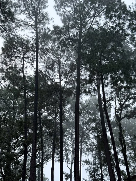 Sis, Valle de Bravo, Meksika 'da bir çam ormanını kaplayarak karamsar bir doğal manzara yaratıyor..