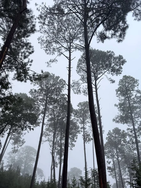 Meksika Valle de Bravo 'da bir dağ ormanında sislerin arasından yükselen çam ağaçları bulutlu bir günde.