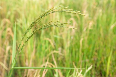 Ani artış pirinç alan kapatın