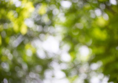 Yeşil bokeh arka plan ve doğal bokeh, bulanık bokeh.