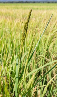 Yeşil çeltik tarlasını kapatın.