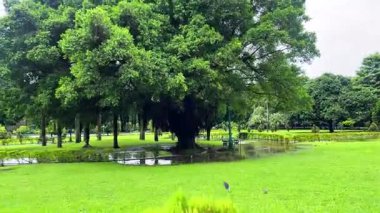 Yağmur mevsiminde parkın güzel manzarası.