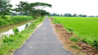 Yeşil pirinç tarlası ve yol ağaçlarla kaplı.