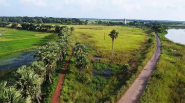 Tropikal bir alanda palmiye ağaçları...