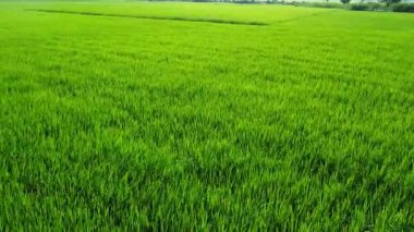 yeşil çimen alanı, tarım