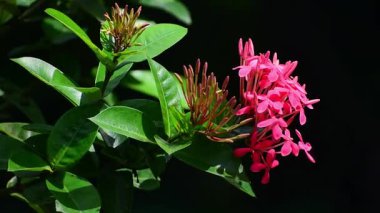 Bahçede Pembe Ixora Çiçeği, yakın manzaralı..