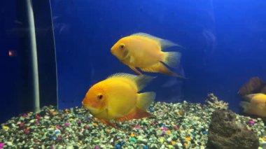 Balık ve kaplumbağalı güzel bir akvaryum. 