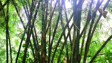 Asya bambu ağacı yakın görünüm.