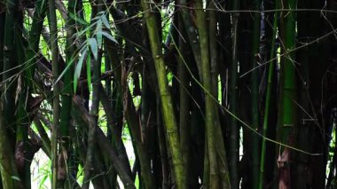 Ormandaki bambu ormanı.