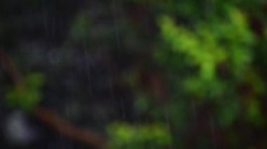 Bitkiler ve ağaç yapraklarıyla şiddetli yağmur yağar. Şiddetli yağmur.