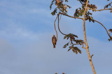 Salyangoz çaylağı Limoncocha, Ekvator