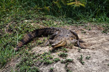Amerikan timsahı Ekvador, Güney Amerika