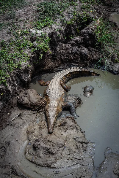Американский Крокодил Эквадоре Южная Америка — стоковое фото