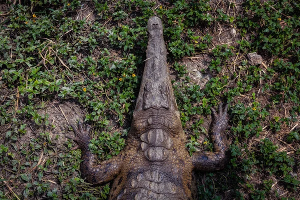 Amerikansk Krokodil Ecuador Sydamerika — Stockfoto