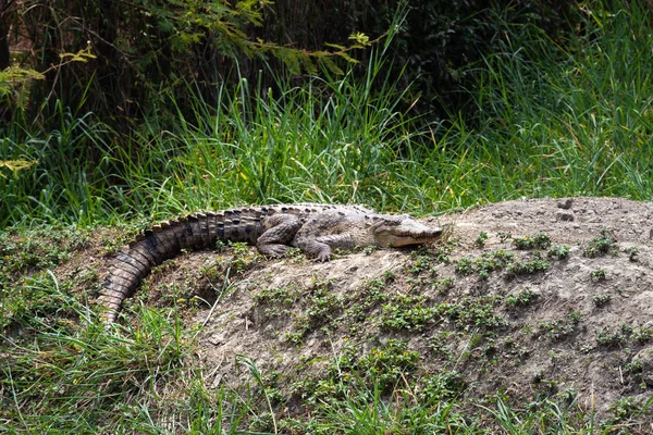 Amerikansk Krokodil Ecuador Sydamerika — Stockfoto