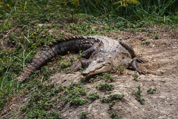 Amerikansk Krokodil Ecuador Sydamerika — Stockfoto