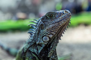 Parque Seminario 'da Iguana, Guayaquil, Ekvador