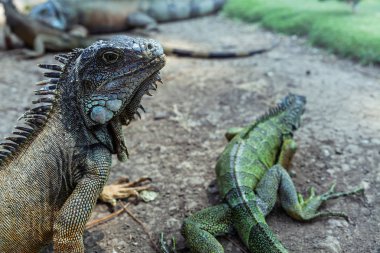Parque Seminario 'da Iguana, Guayaquil, Ekvador