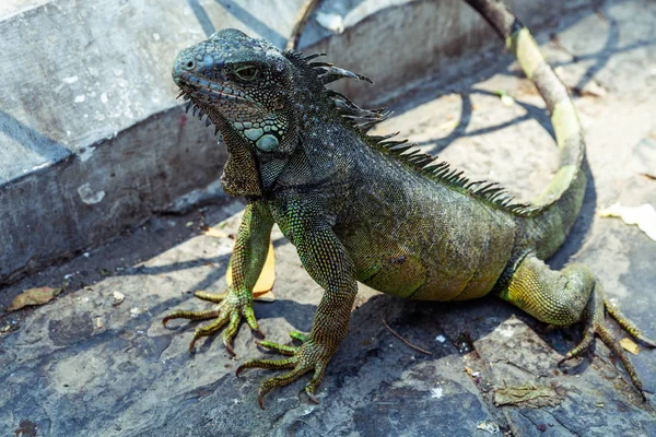 Parque Seminario 'da Iguana, Guayaquil, Ekvador