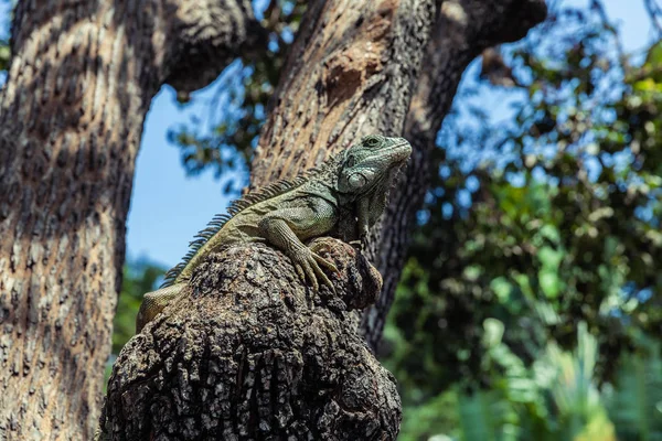 Iguana Parque Ssemario グアヤキル エクアドル — ストック写真