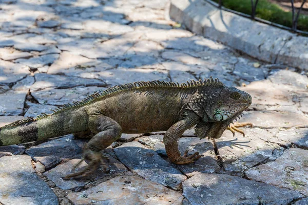 Iguana Parque Ssemario グアヤキル エクアドル — ストック写真