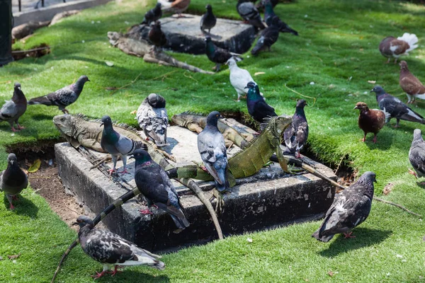 Parque Seminario 'da Iguana, Guayaquil, Ekvador