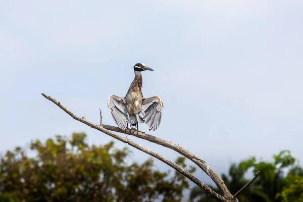 Κίτρινο Στεφθεί Νύχτα Heron Στην Isla Santay Εκουαδόρ — Φωτογραφία Αρχείου
