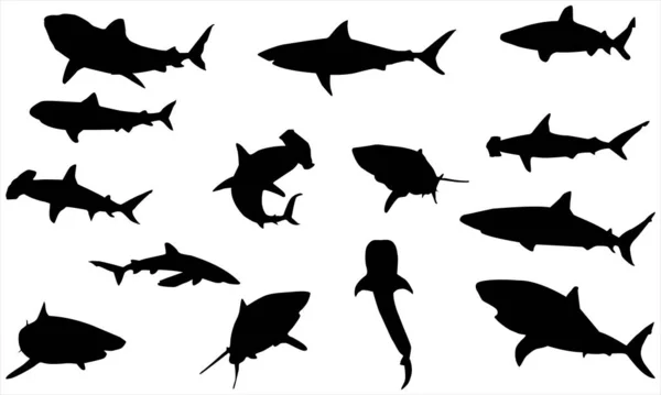 Köpekbalığı Siluetleri Vektör Ayarları