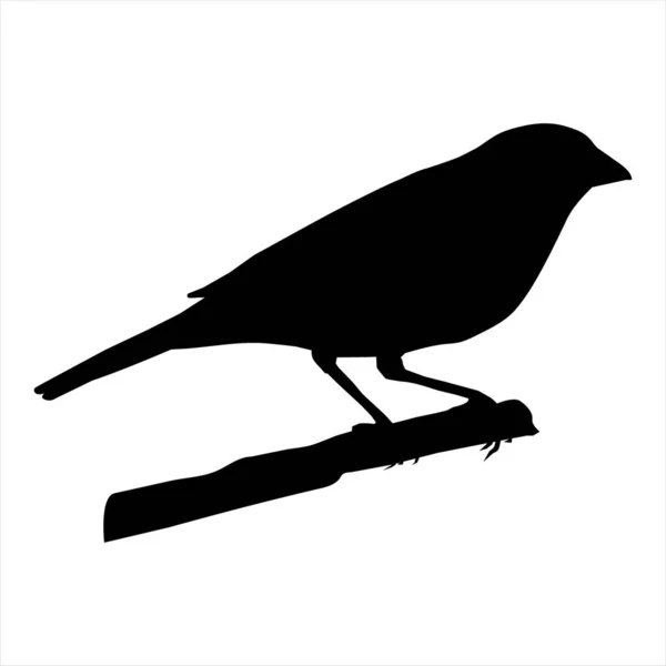 Beyaz arkaplanda kuş silueti vektörü