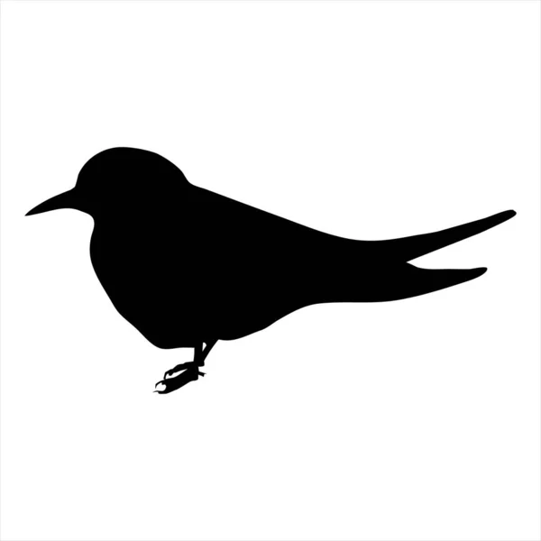 Beyaz arkaplanda kuş silueti vektörü