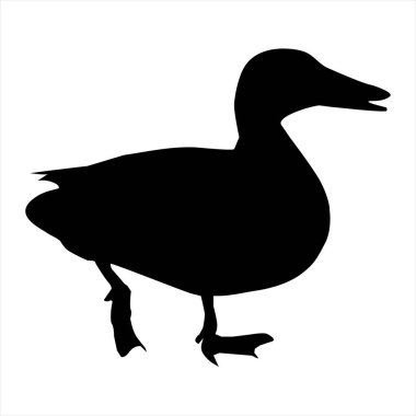 Zarif Ördek Silüeti Vektör İllüstrasyonu - Çiftlik Kuşu Yaban Hayatı Grafik Çizimi