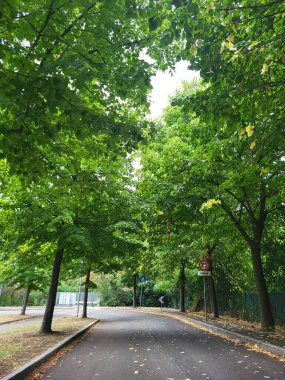 Road curves gently beneath a vibrant green canopy of trees their leaves creating dappled sunlight on the asphalt offering a serene and peaceful view perfect for conveying themes of nature travel or e