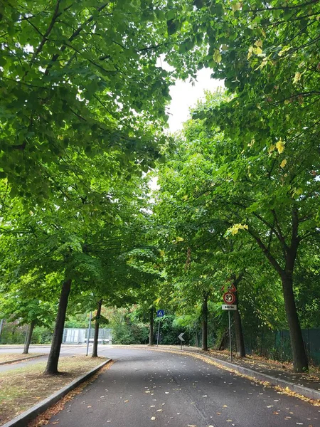 Road curves gently beneath a vibrant green canopy of trees their leaves creating dappled sunlight on the asphalt offering a serene and peaceful view perfect for conveying themes of nature travel or e