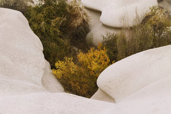 Öğleden sonra ağaçlar, güzel sonbahar yatay.