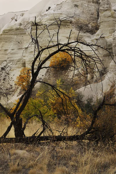 Öğleden sonra ağaçlar, güzel sonbahar yatay.