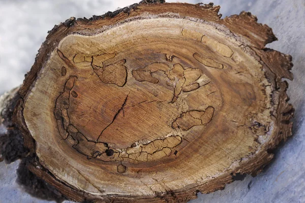 Wood texture of cut tree trunk, close-up.