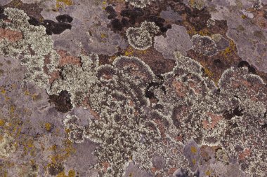 Moss, Doğa arka plan dokusu