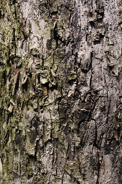 Texture Carrelable Marron Vieil Arbre Arbre Sans Couture Écorce Fond — Photo