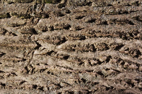 Textura Azulejável Marrom Árvore Velha Arvore Sem Costura Casca Fundo — Fotografia de Stock